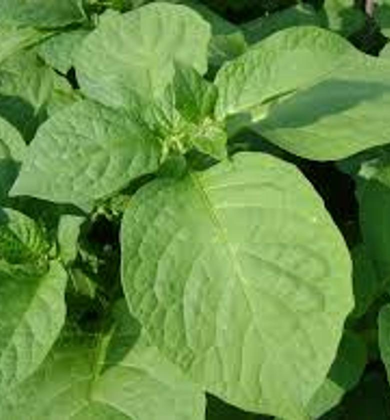 Managu / African Nightshade a bunch image