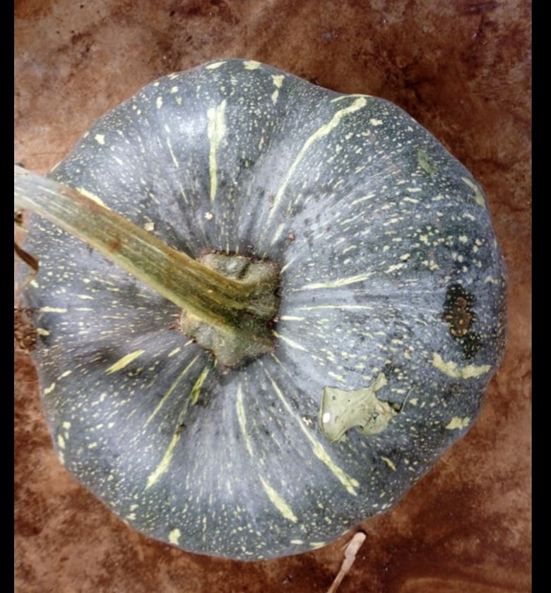 Pumpkin / Malenge -Per piece  image