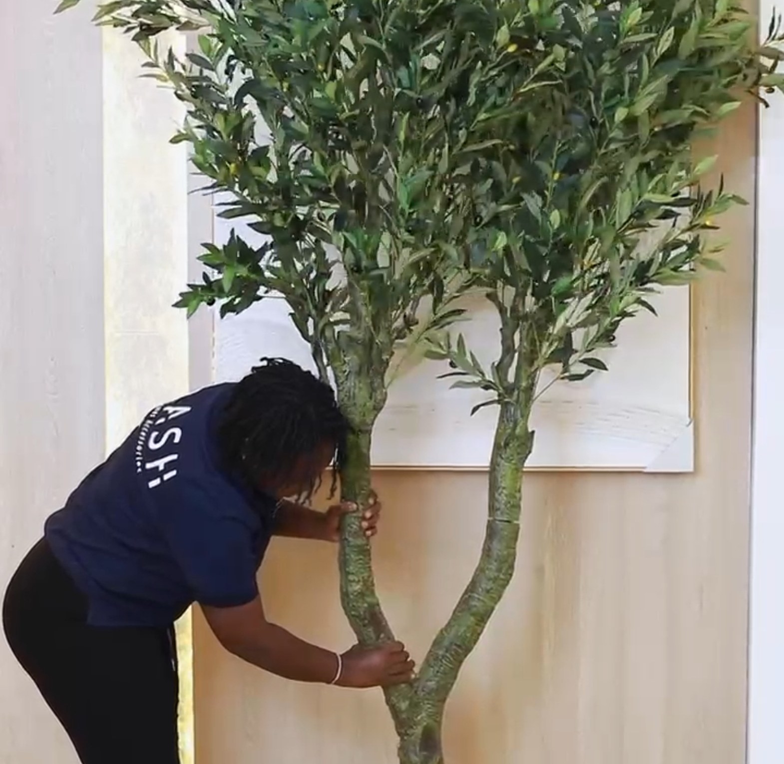 2.4mtrs Olive tree image