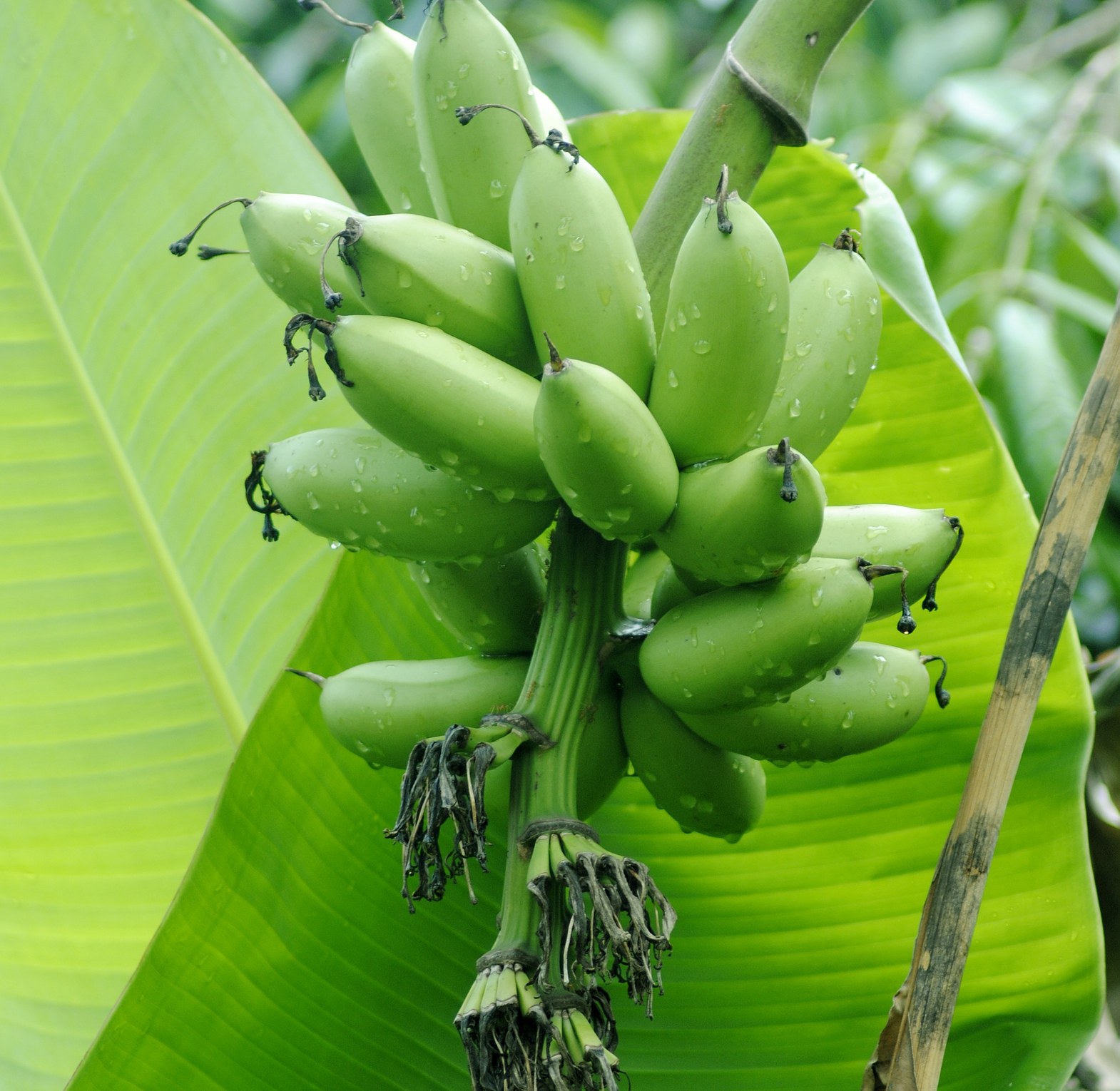 Green Banana (Matoke) - Per dozen image