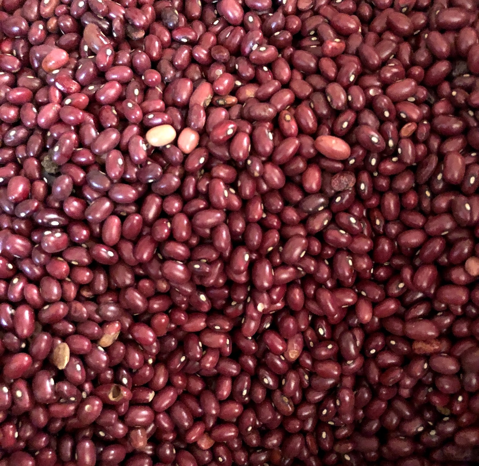 Wairimu / red haricot / kidney bean  - A kilogram  image