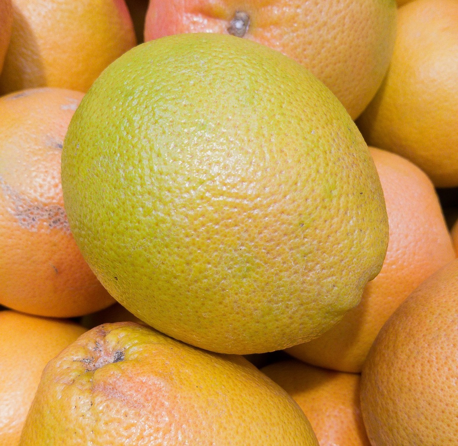 Grape Fruit -Per Piece  image