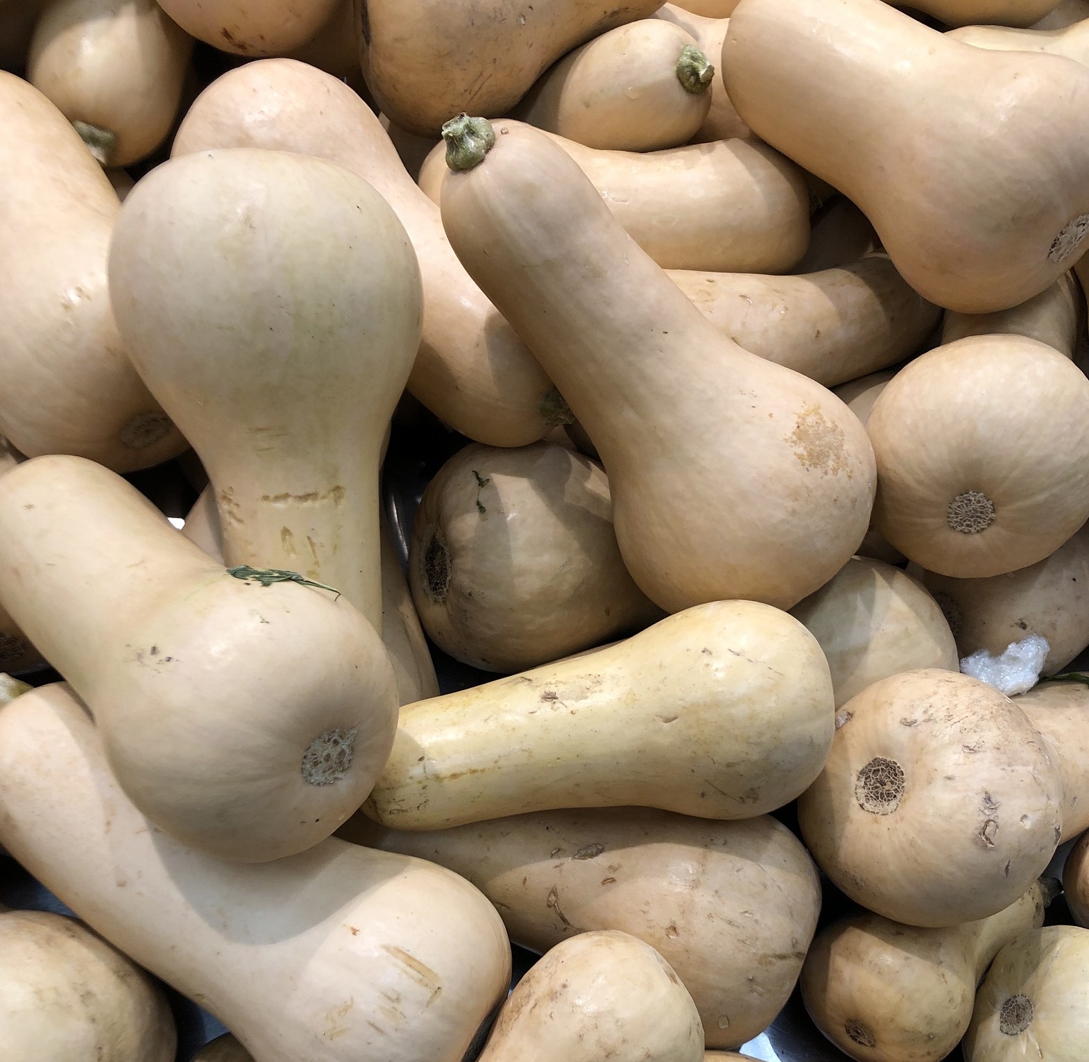 Butternut - Per Piece  image