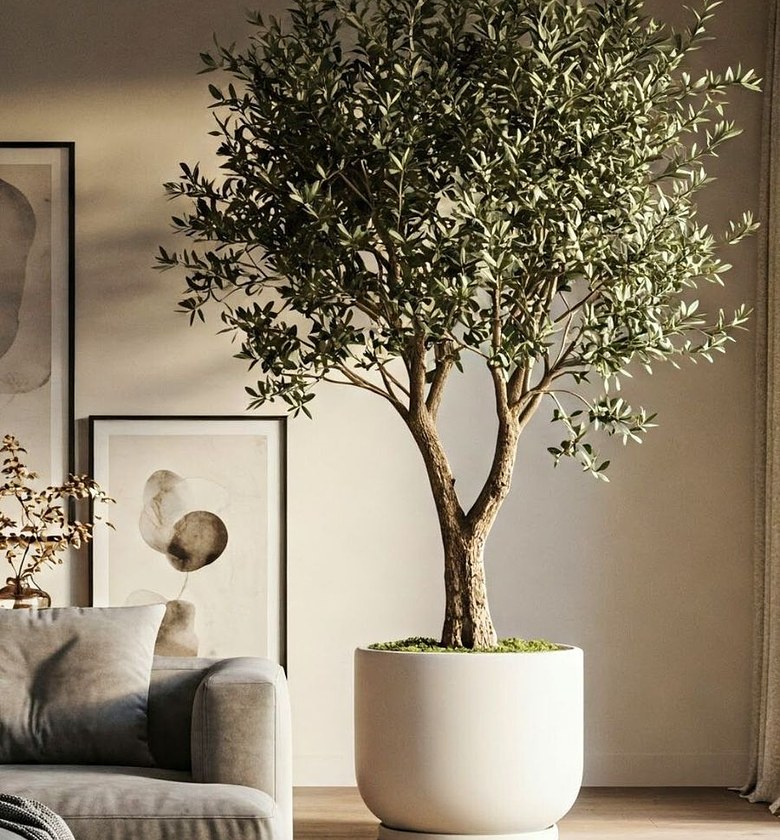 240cm Olive Tree image