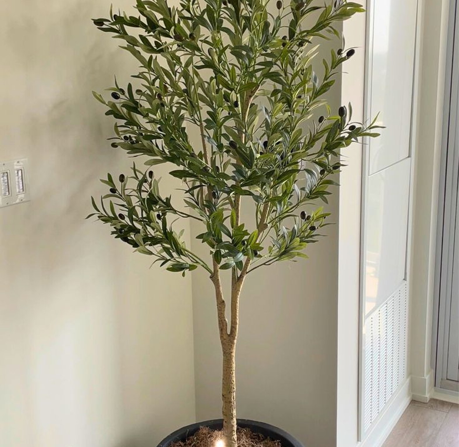Olive trees image