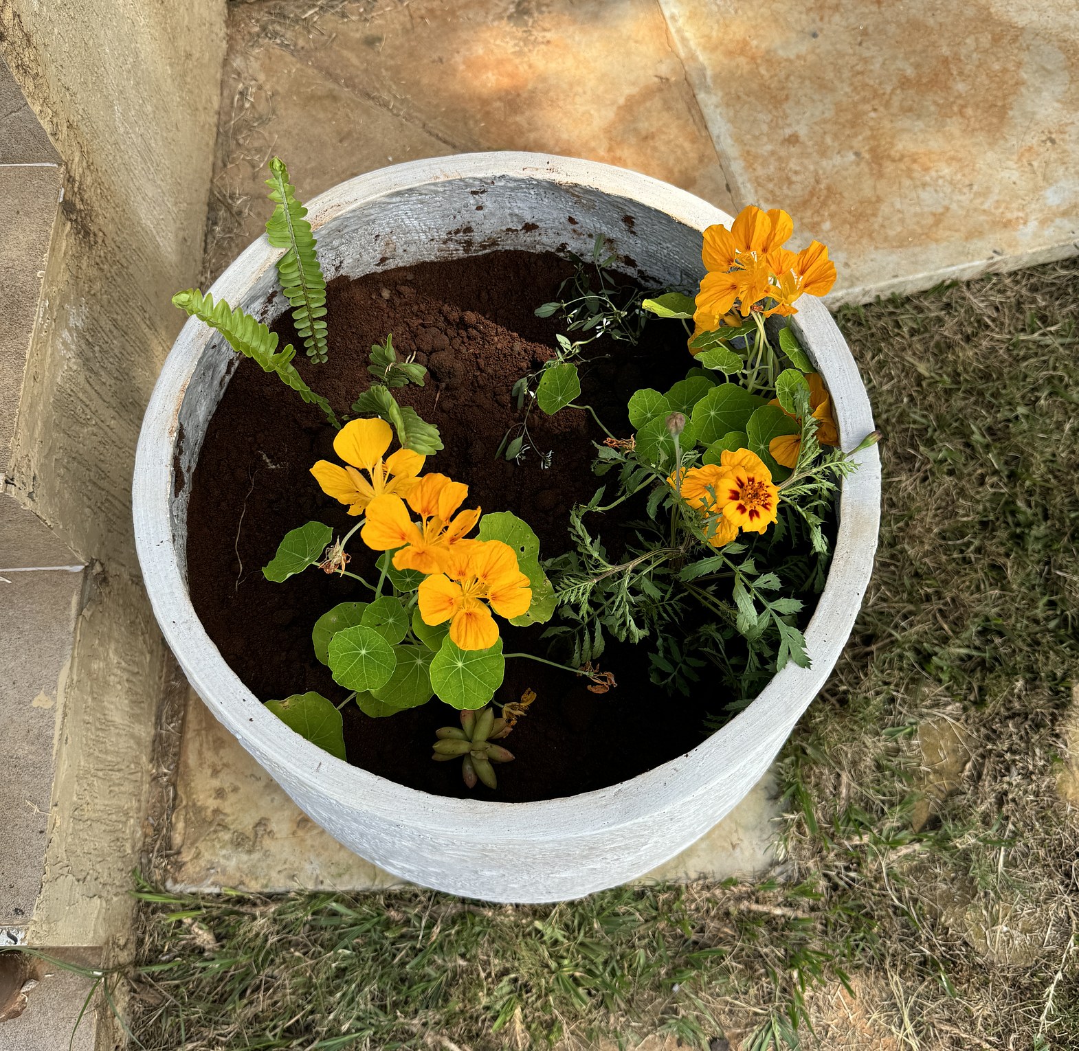 Malkia pot planter. image