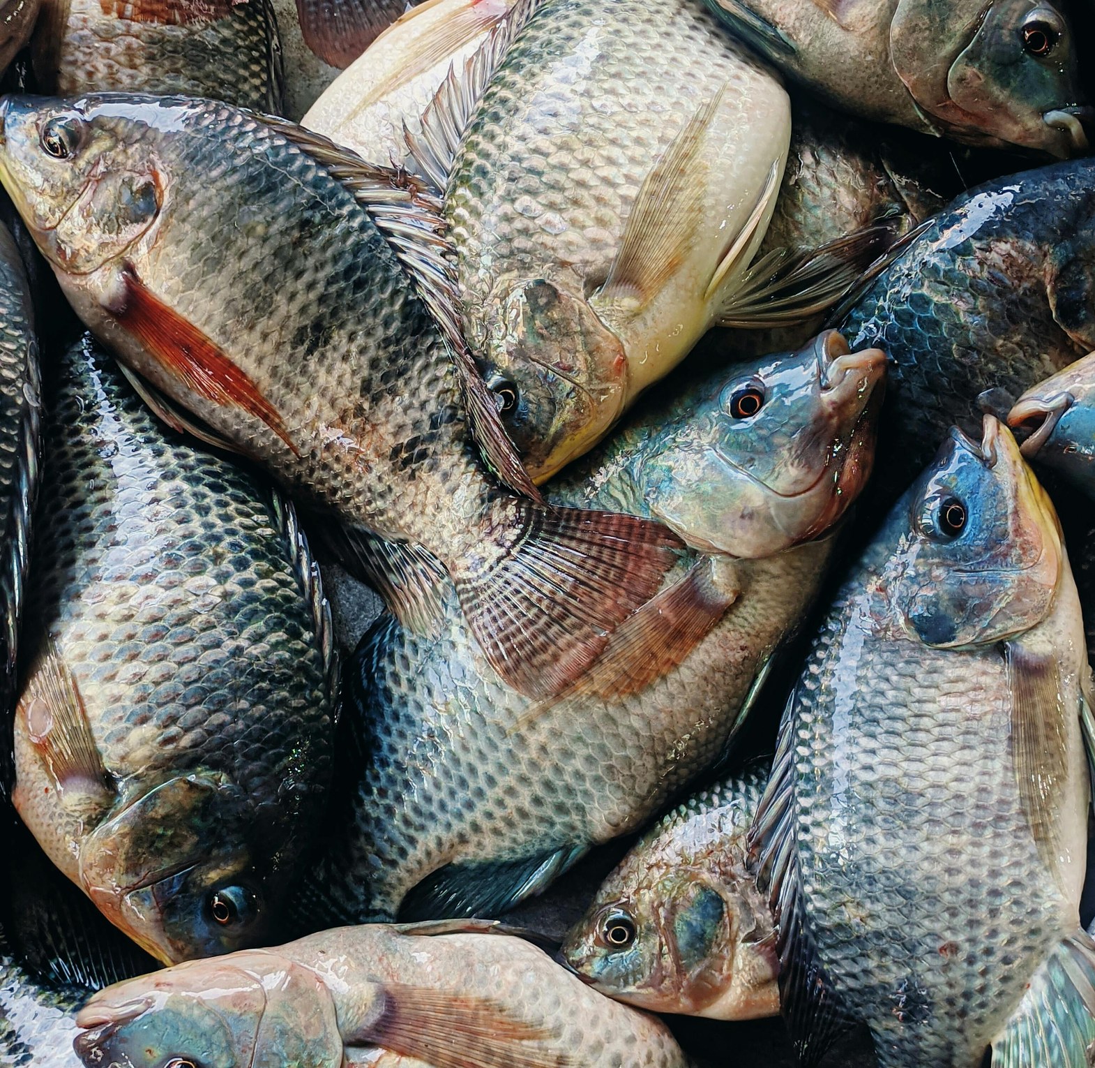 Fish per piece  image