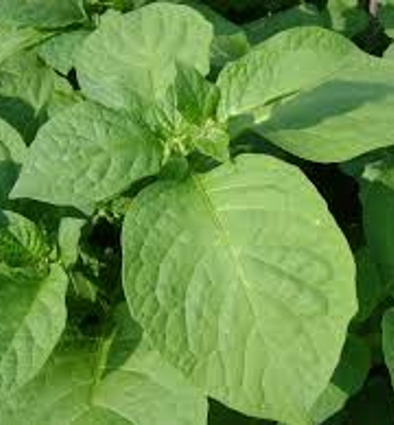 Managu / African Nightshade a bunch image