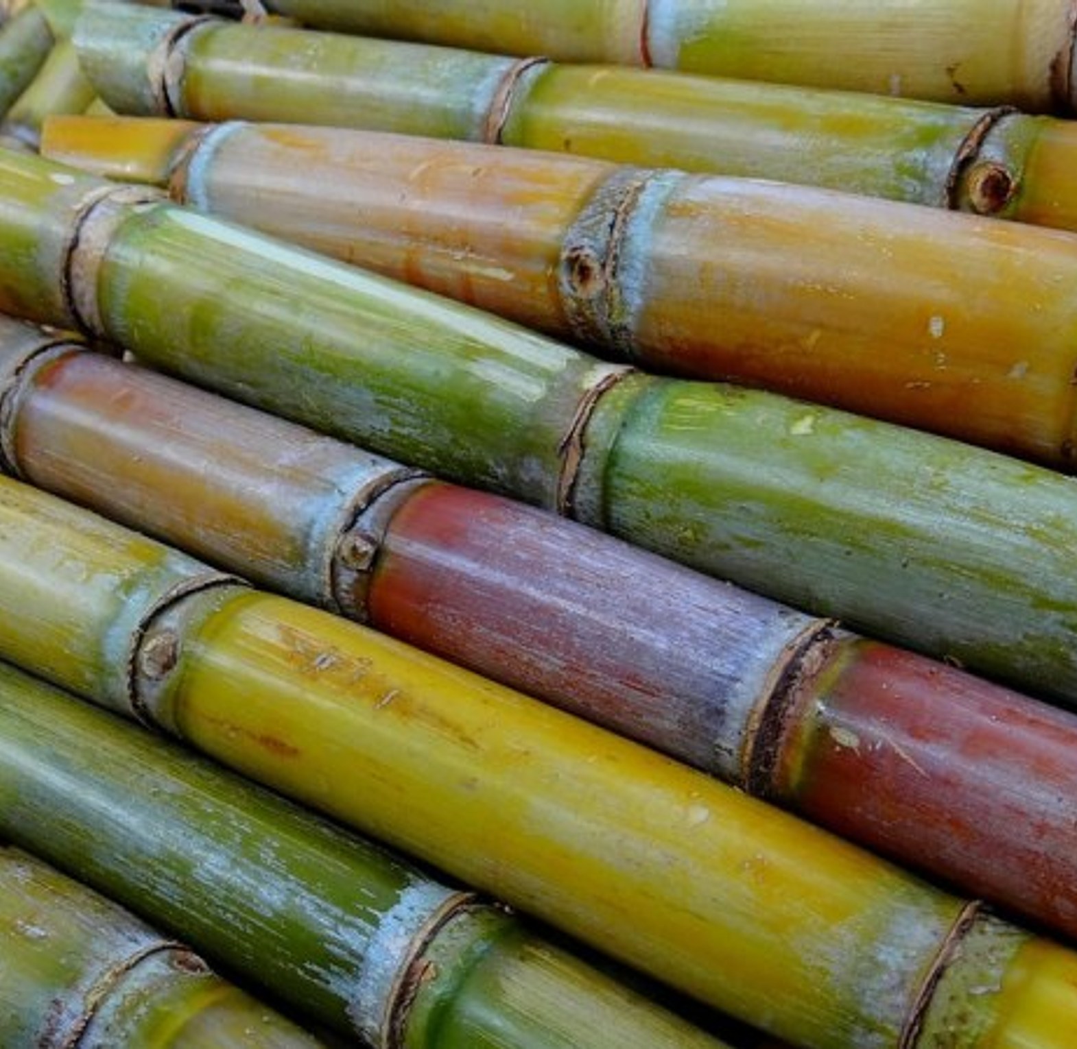 Sugarcane-Per Stick  image