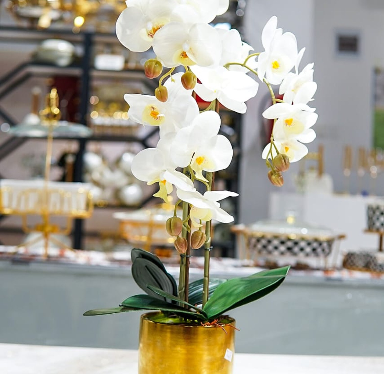 3 pcs orchid image