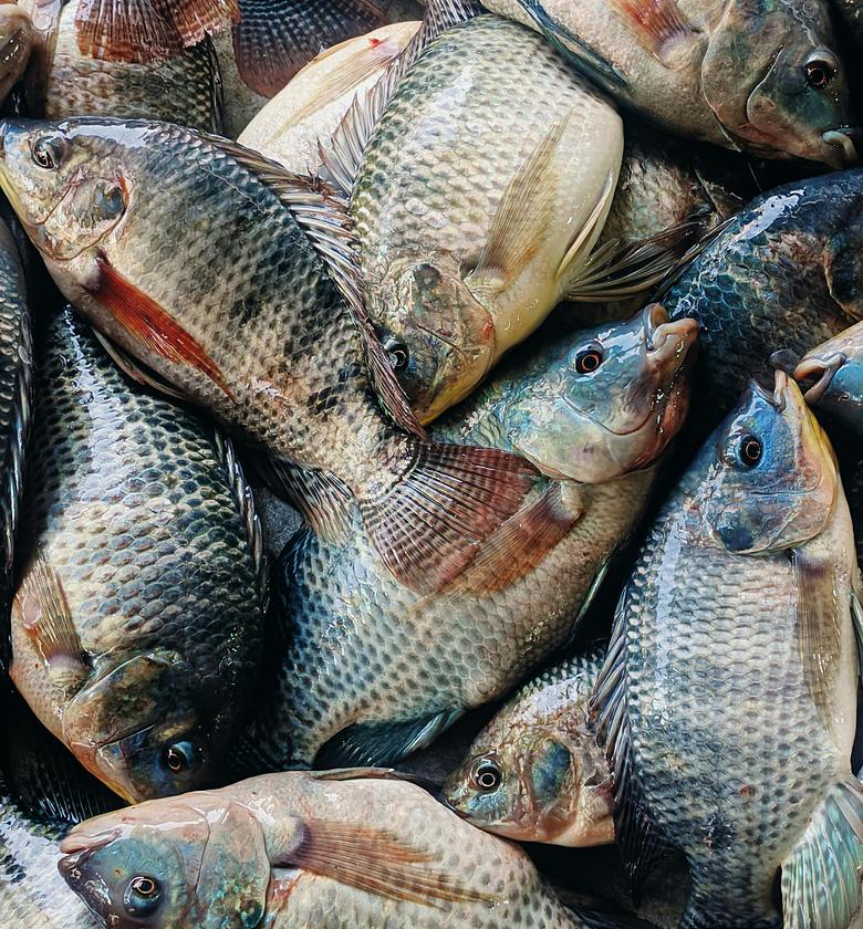 Fish per piece  image