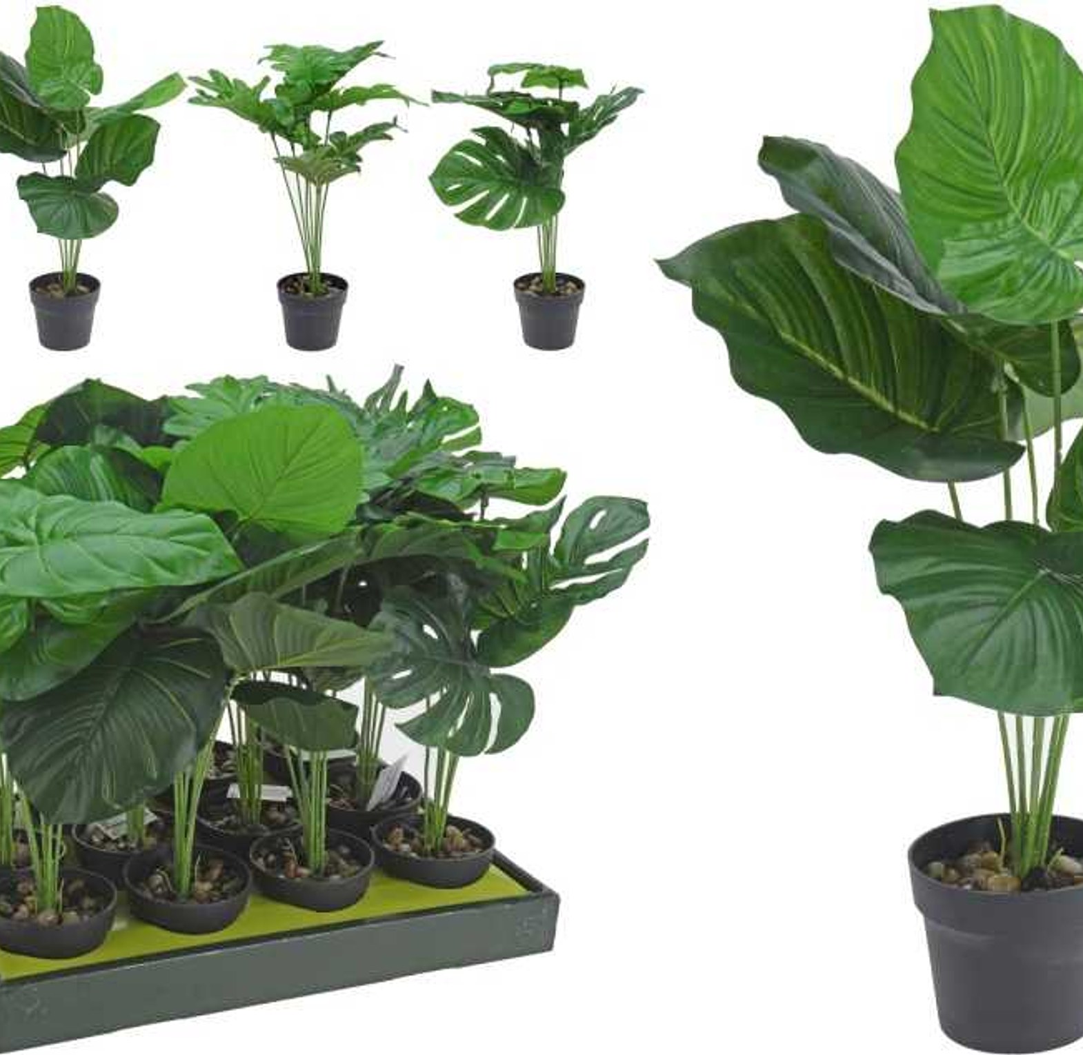 PLANT IN PP POT 4ASS DESI image