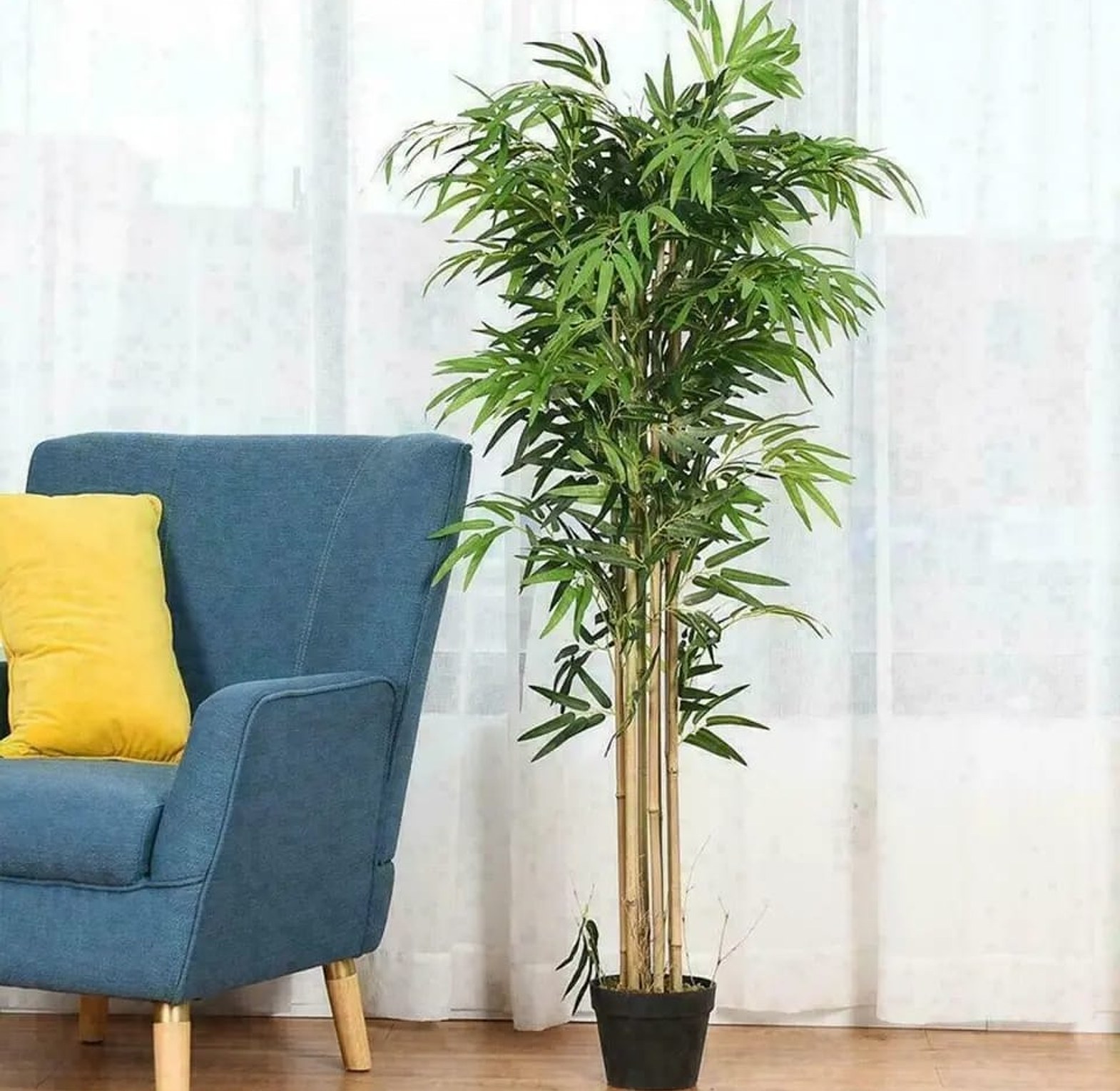 High Quality Potted House Tree image