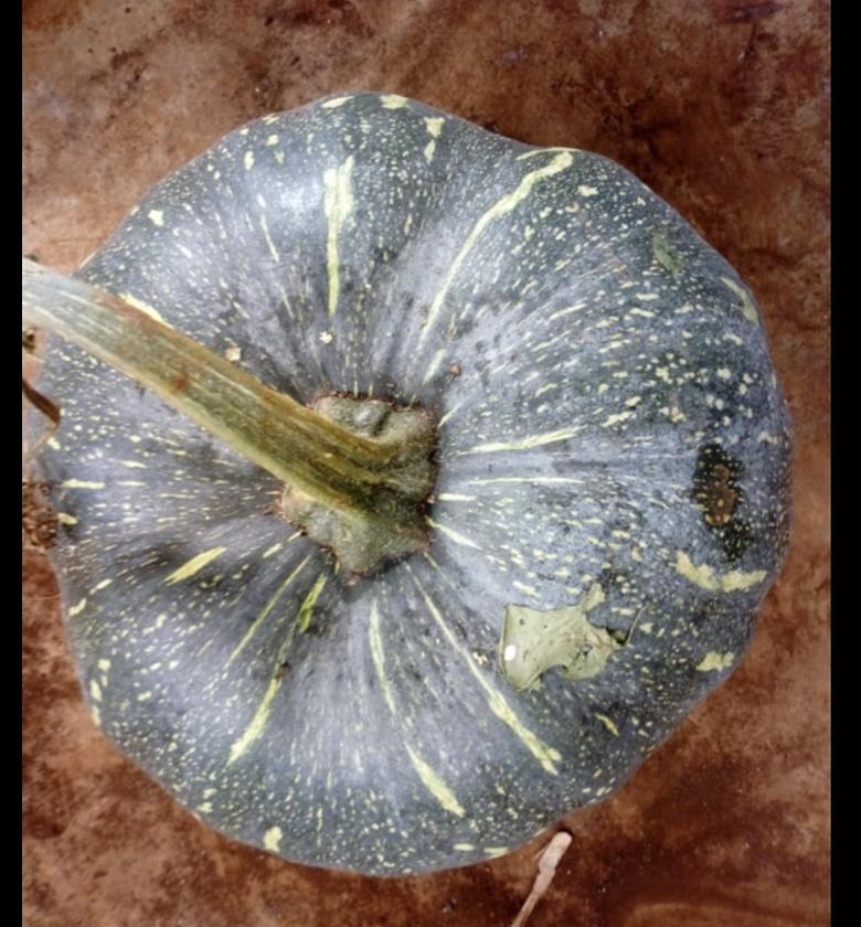 Pumpkin / Malenge -Per piece  image