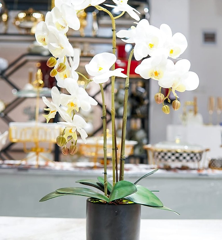 3 pcs orchid image