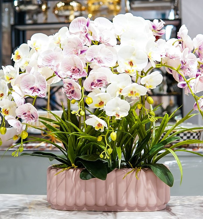 Orchid image