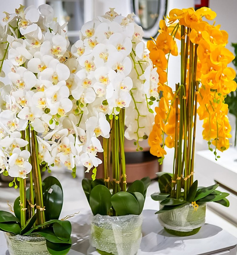 Orchids image