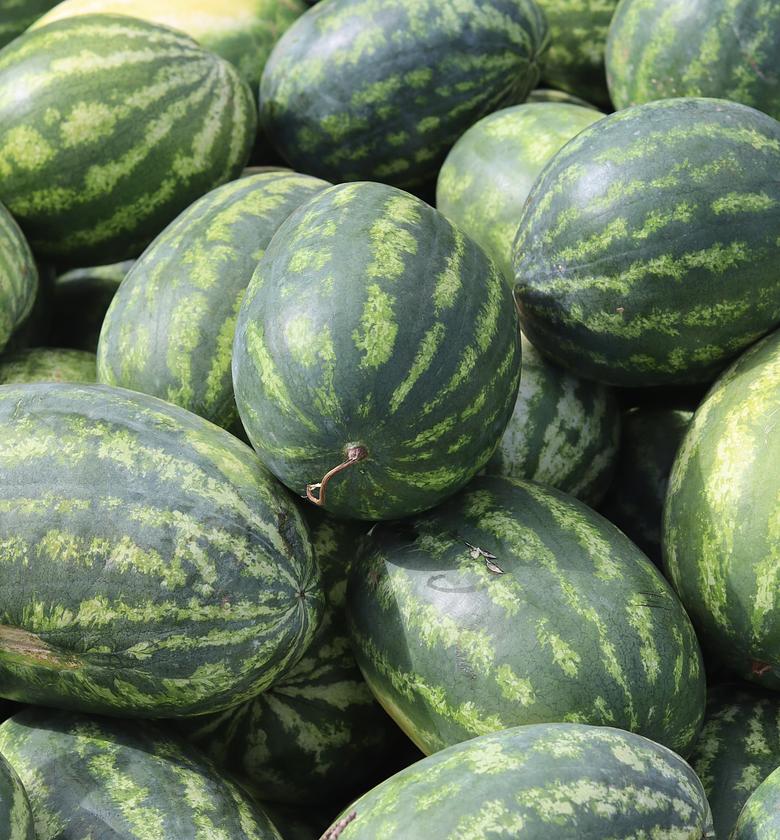 Watermelon Medium  image