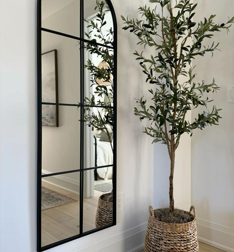 Olive trees image