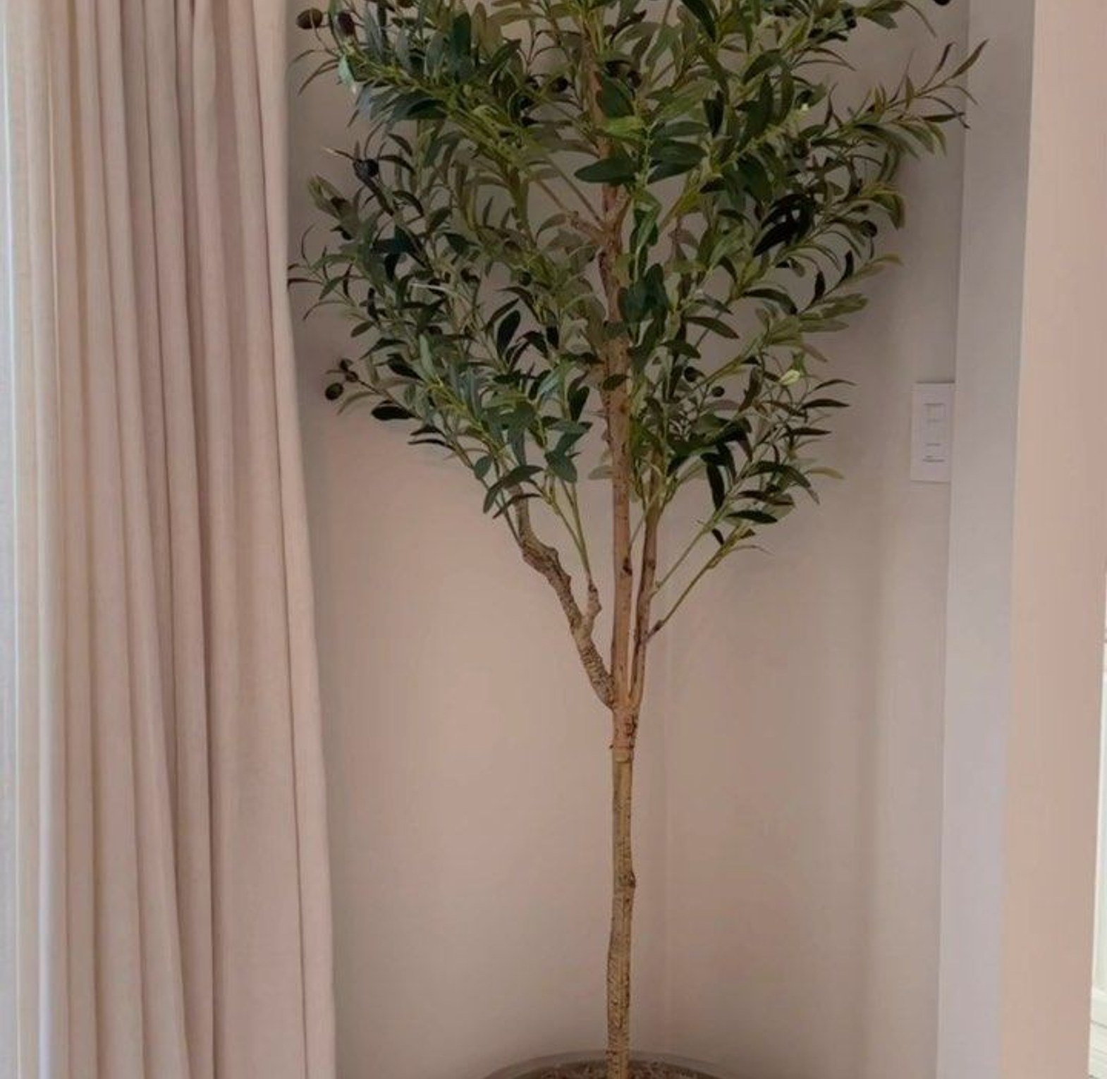 Olive trees image