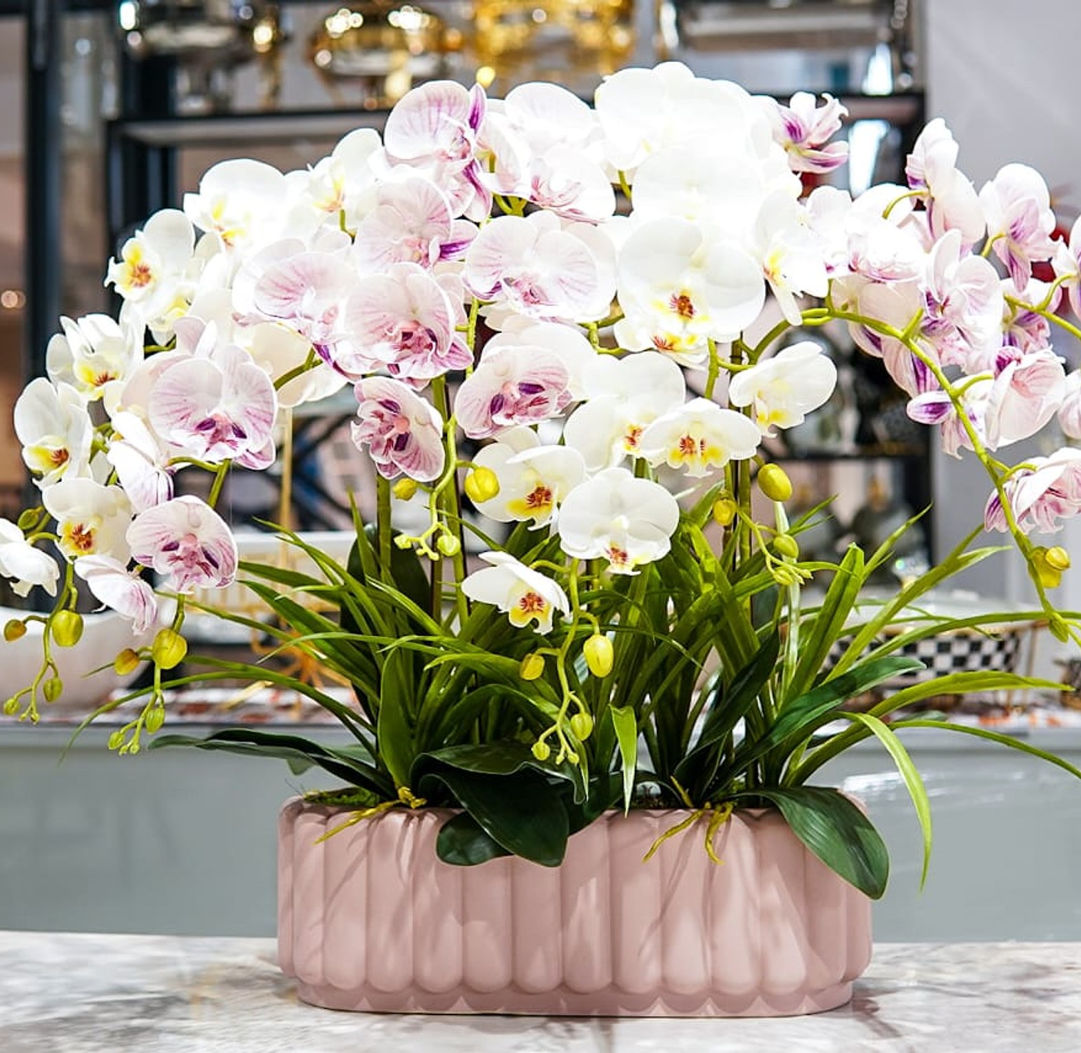 Orchid image