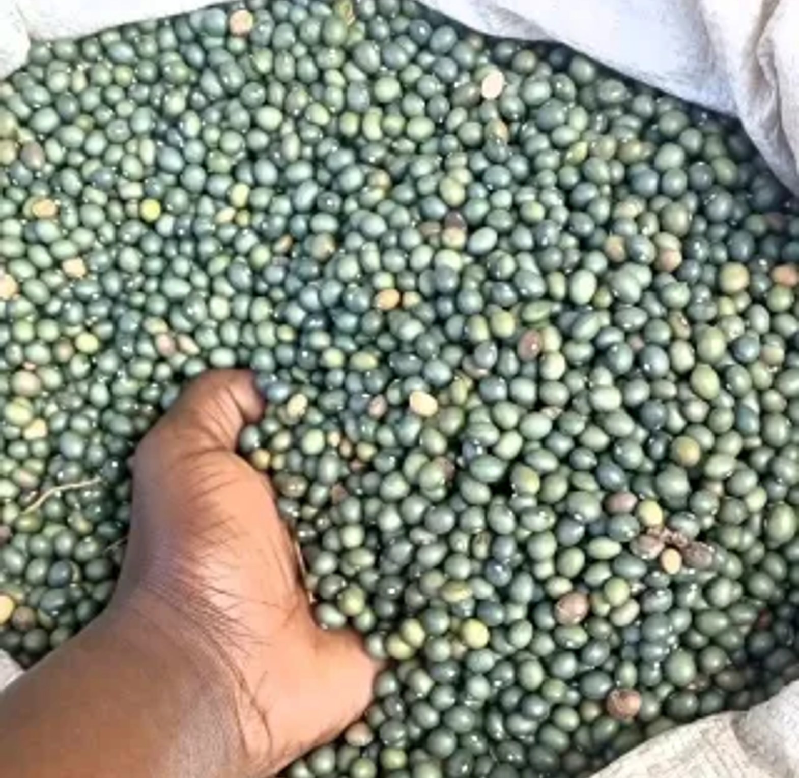 Green army Beans-A kilogram image
