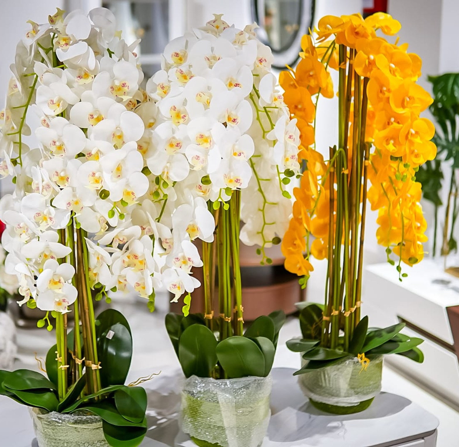 Orchids image