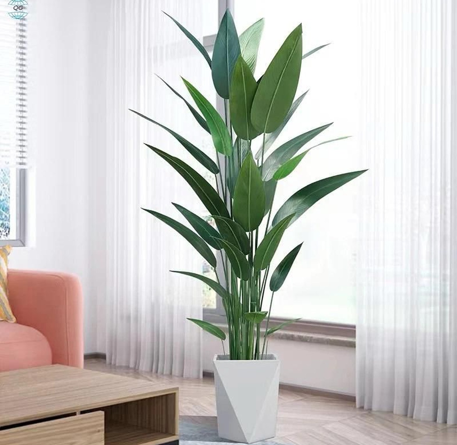 Sterilitizia Plant image