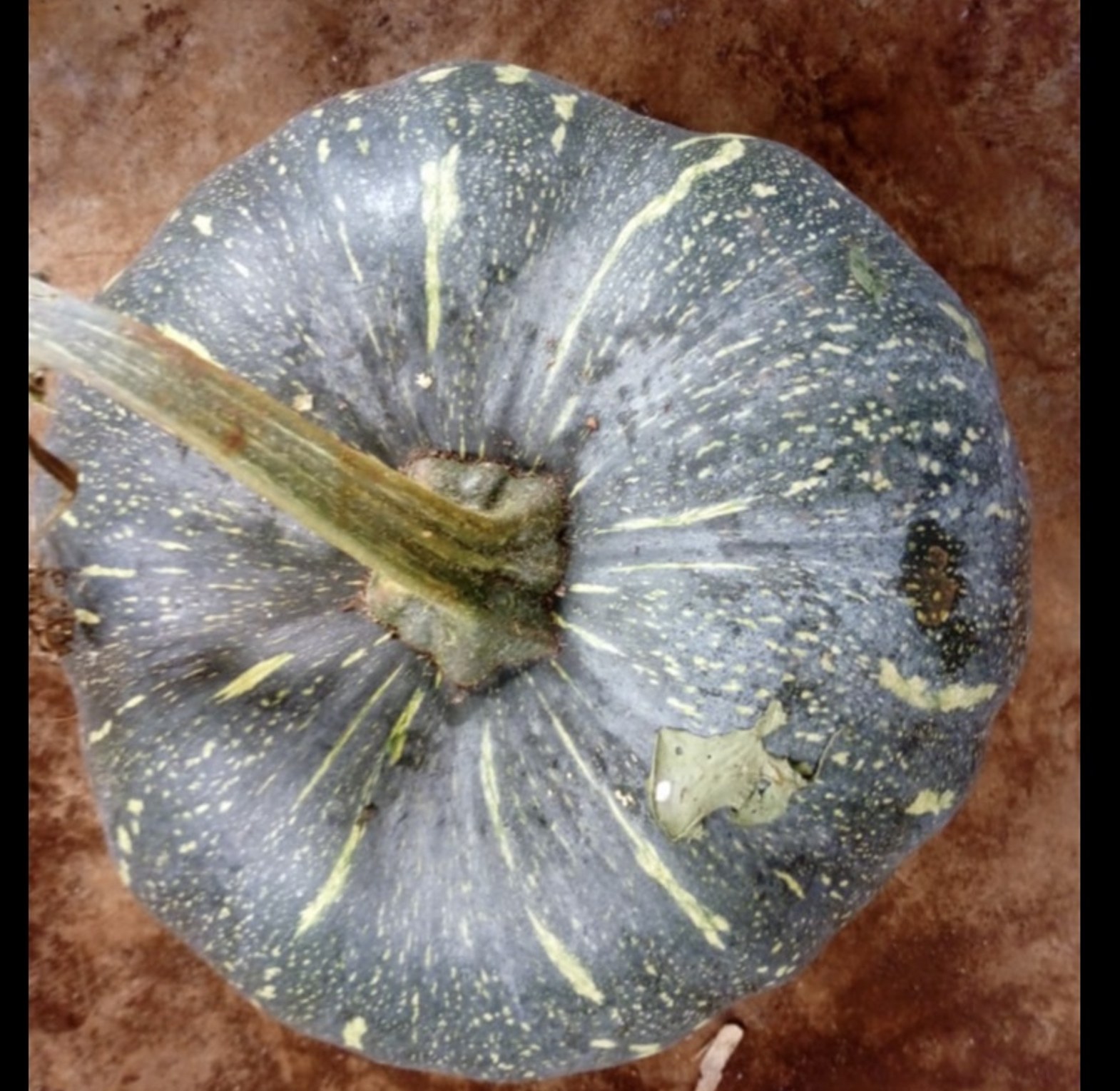 Pumpkin / Malenge -Per piece  image
