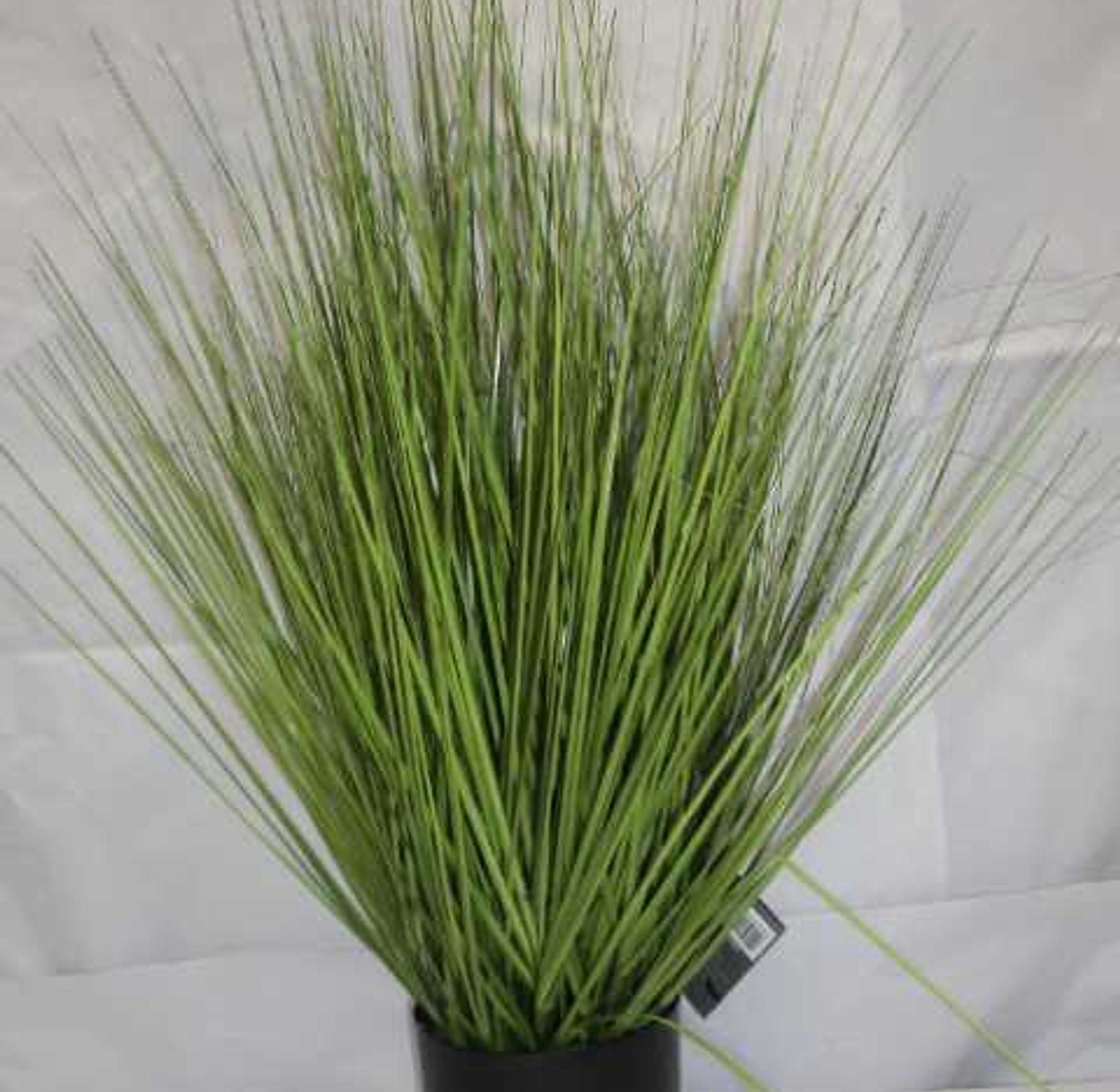 GRASS BUNCH W PLASTIC POT image