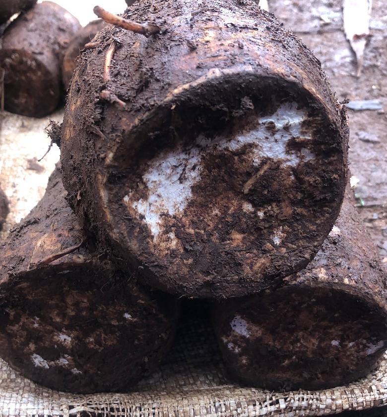 Arrow roots / Nduma - Per Kilogram  image
