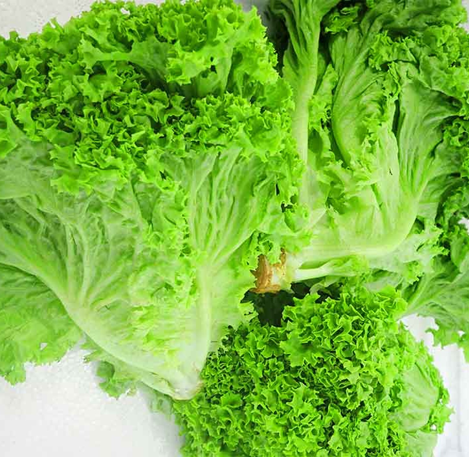 Lettuce - Per kg image