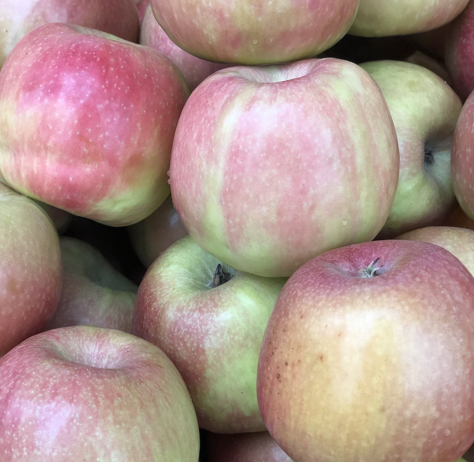 Apple Red (pink lady) image