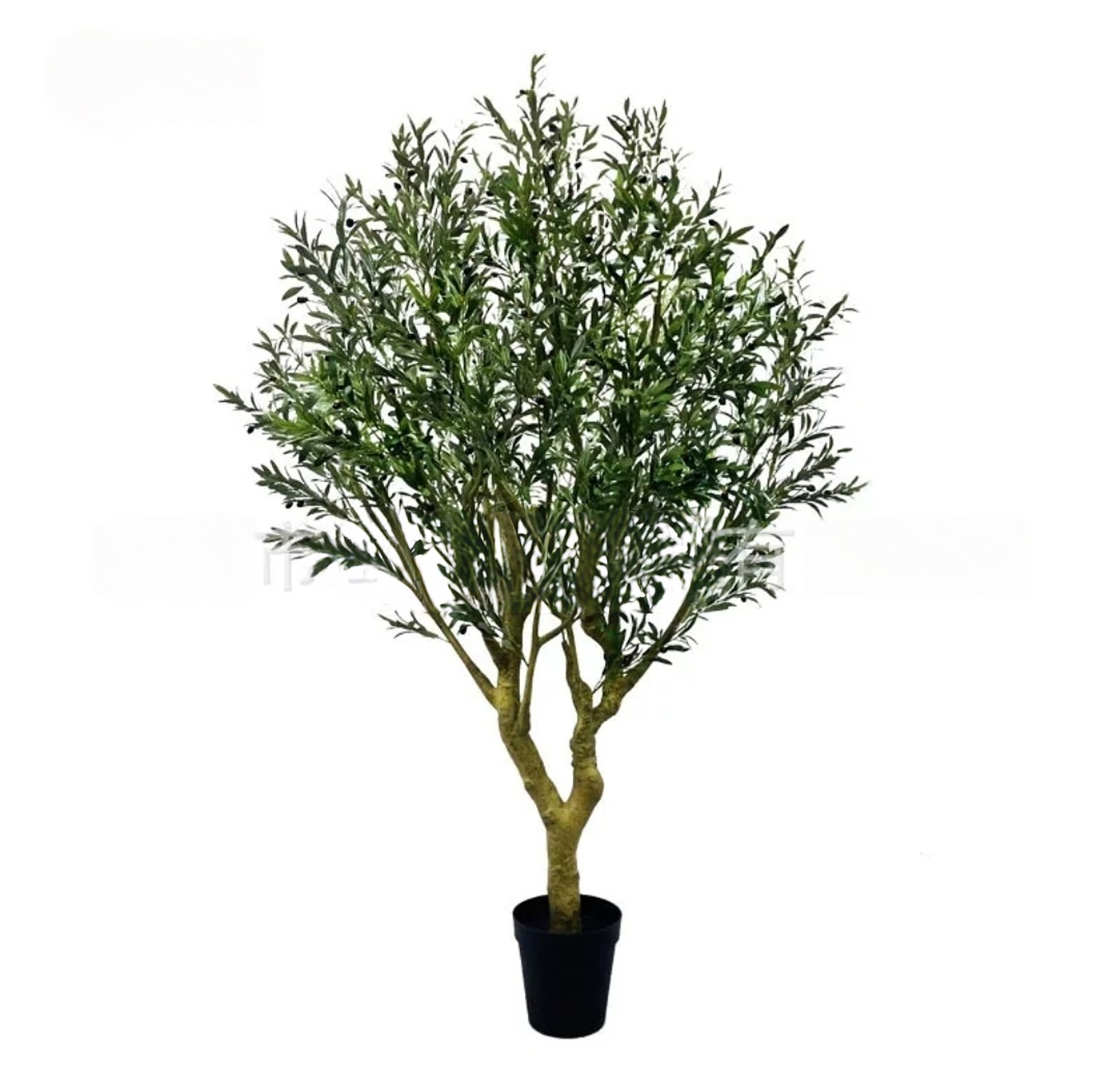 2.4mtrs Olive tree image
