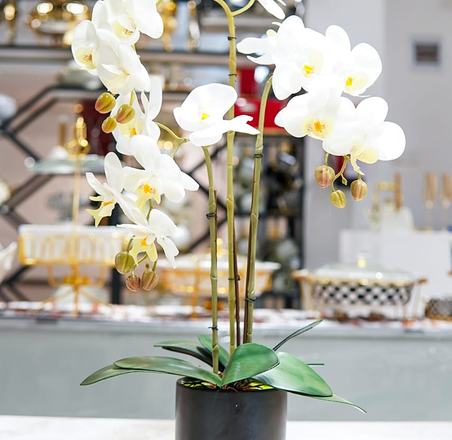 3 pcs orchid image