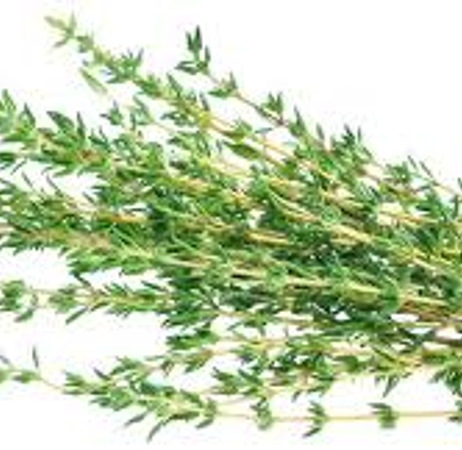 Thyme -Per bunch  image